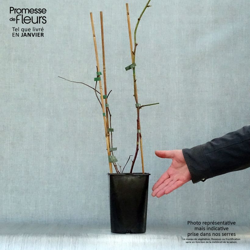 Rubus ursinus x idaeus Boysenberry - Boysenberry Vaso da 1,5L/2L esemplare consegnato in inverno