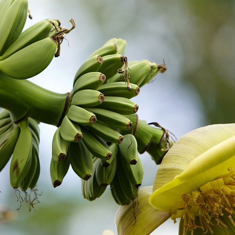 Musa basjoo - Banano giapponese (Raccolta)