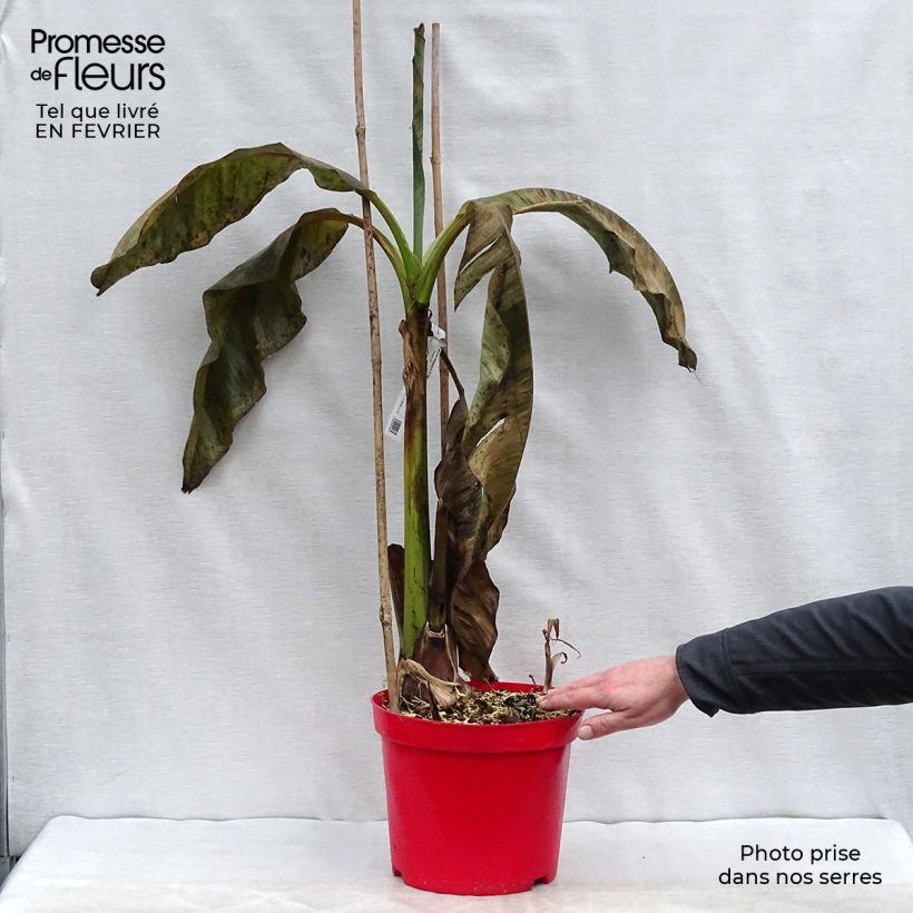 Musa basjoo - Banano giapponese Vaso da 4L/5L esemplare consegnato in inverno