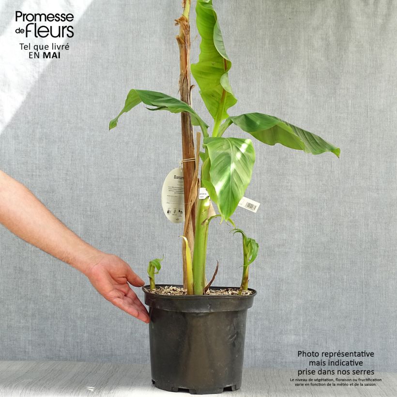 Musa basjoo - Banano giapponese Vaso da 4L/5L esemplare consegnato in primavera