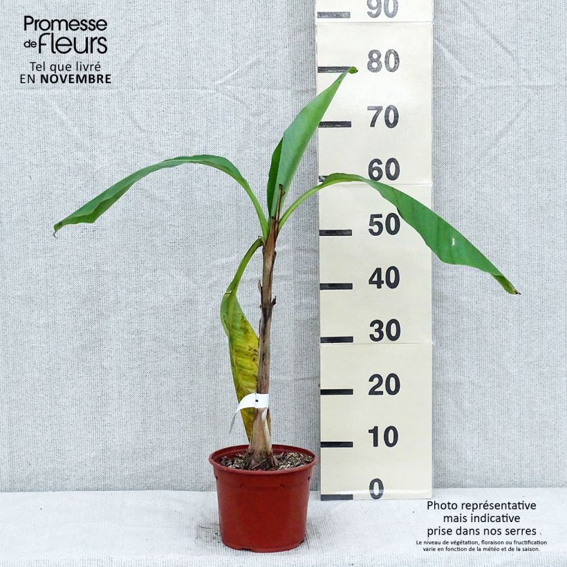 Esemplare di Musa basjoo - Banano giapponese Vaso da 1,5L/2L come consegnato in autunno