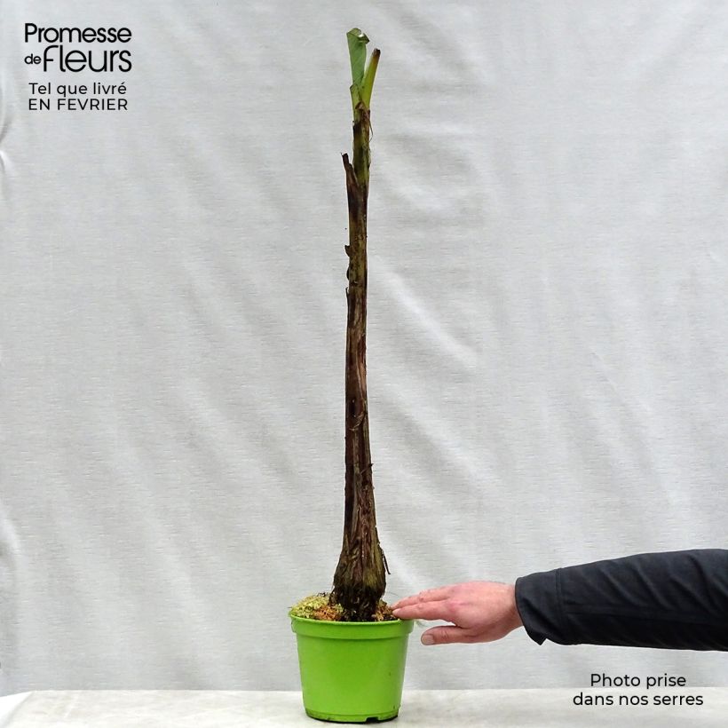 Musa basjoo - Banano giapponese Vaso da 1,5L/2L esemplare consegnato in inverno