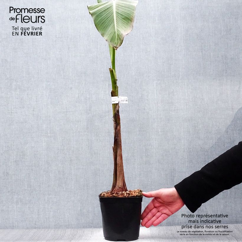 Musa Dajiao - Banana plátano Vaso da 4L/5L esemplare consegnato in inverno