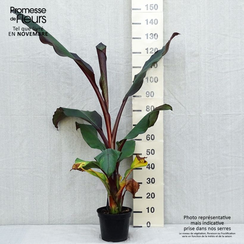 Esemplare di Ensete ventricosum Maurelii - Falso banano rosso Vaso da 7,5L/10L come consegnato in autunno