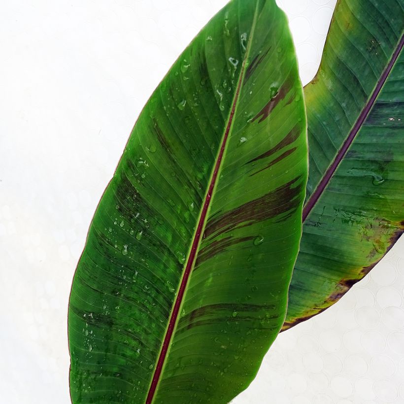 Musa sikkimensis Red Tiger (Fogliame)