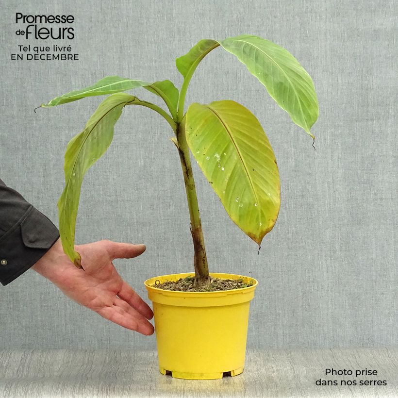 Musa sikkimensis Red Tiger Vaso da 3L/4L esemplare consegnato in inverno