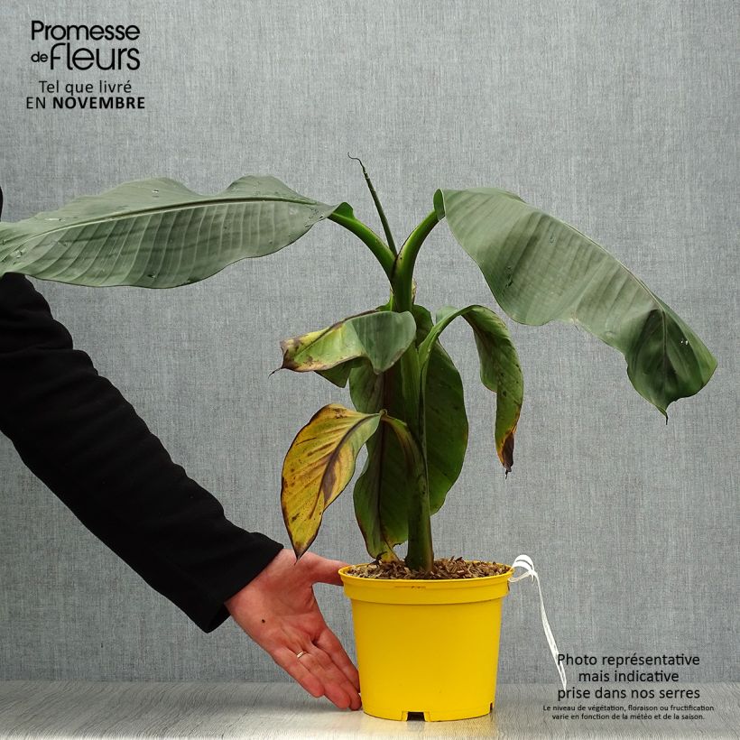 Esemplare di Musa sikkimensis Red Tiger Vaso da 3L/4L come consegnato in autunno