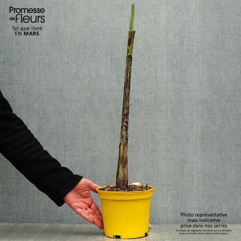 Musa sikkimensis Red Tiger Vaso da 3L/4L esemplare consegnato in primavera