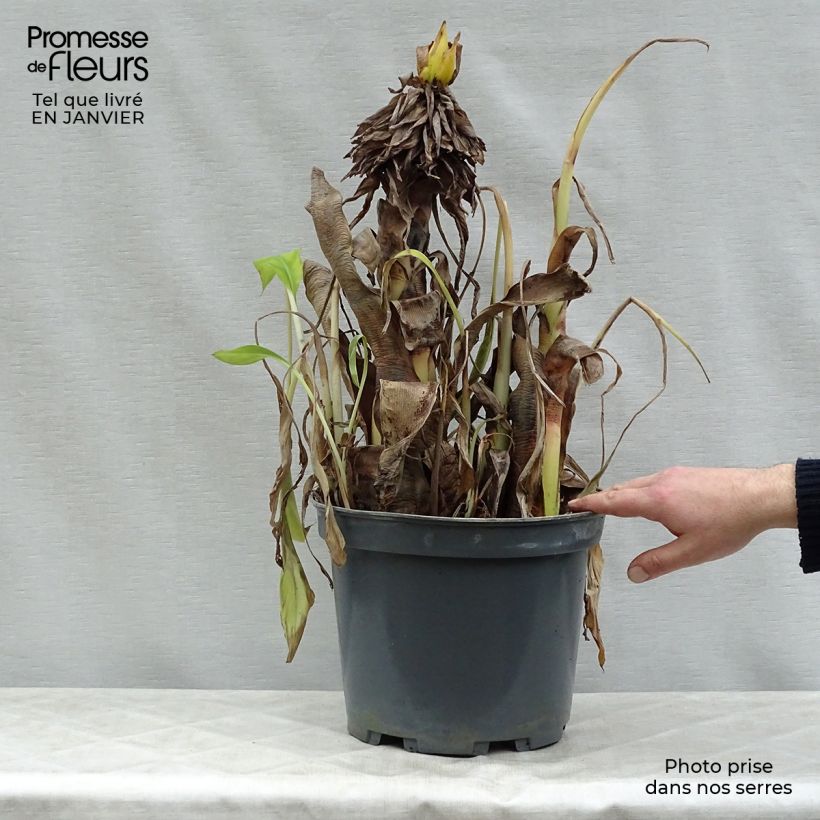 Musa velutina - Banano rosa Vaso da 12L/15L esemplare consegnato in inverno