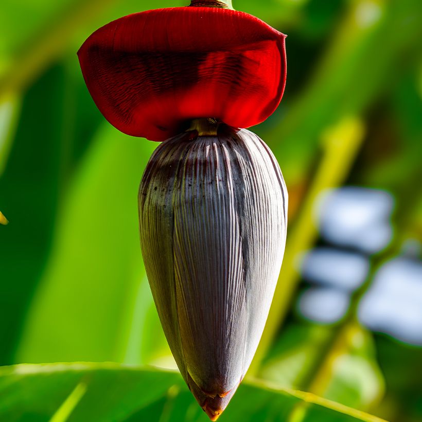 Musa acuminata Ice Cream - Banana plátano nano (Fioritura)