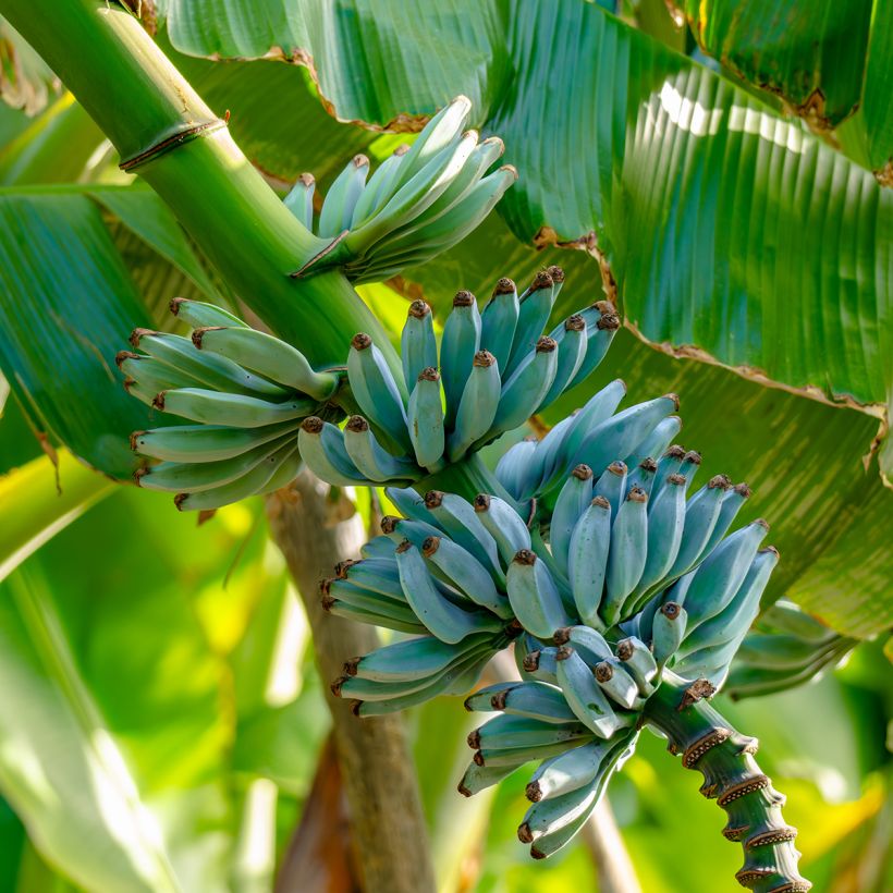 Musa acuminata Ice Cream - Banana plátano nano (Raccolta)