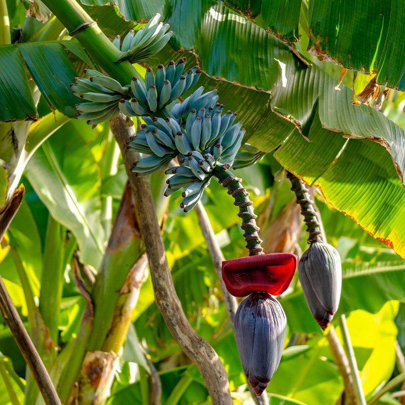 Musa acuminata Ice Cream - Banana plátano nano (Porto)