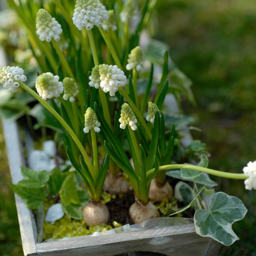 Muscari botryoides Album (Porto)