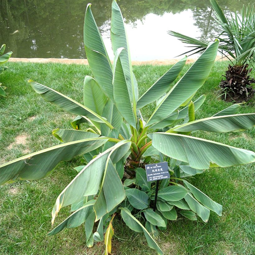 Musella lasiocarpa - Banano a fiore giallo (Fogliame)