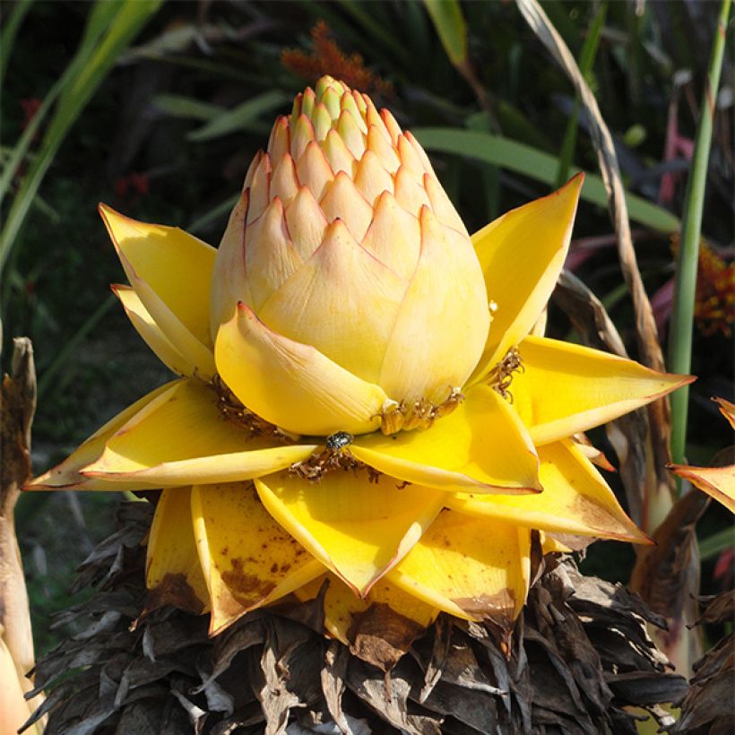 Musella lasiocarpa - Banano a fiore giallo (Fioritura)