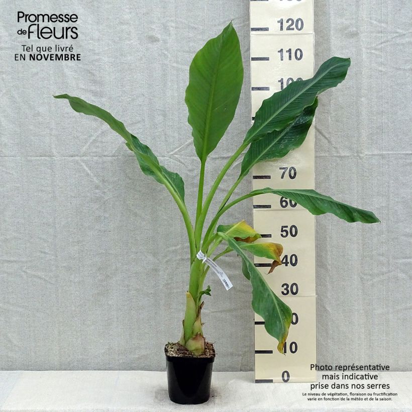 Esemplare di Musella lasiocarpa - Banano a fiore giallo Vaso da 2L/3L come consegnato in autunno