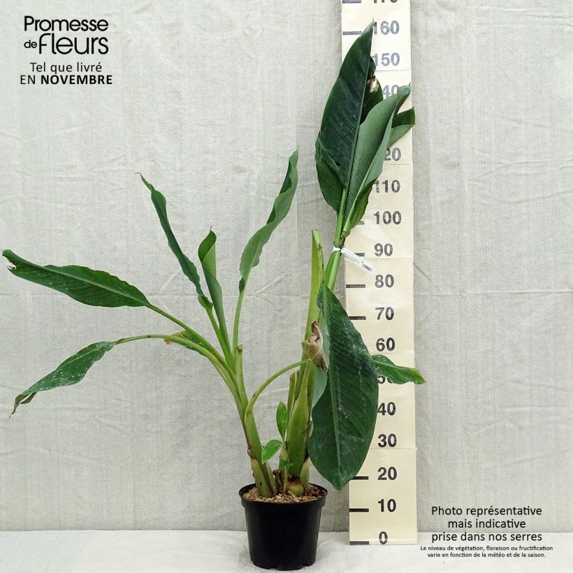 Esemplare di Musella lasiocarpa - Banano a fiore giallo Vaso da 4L/5L come consegnato in autunno