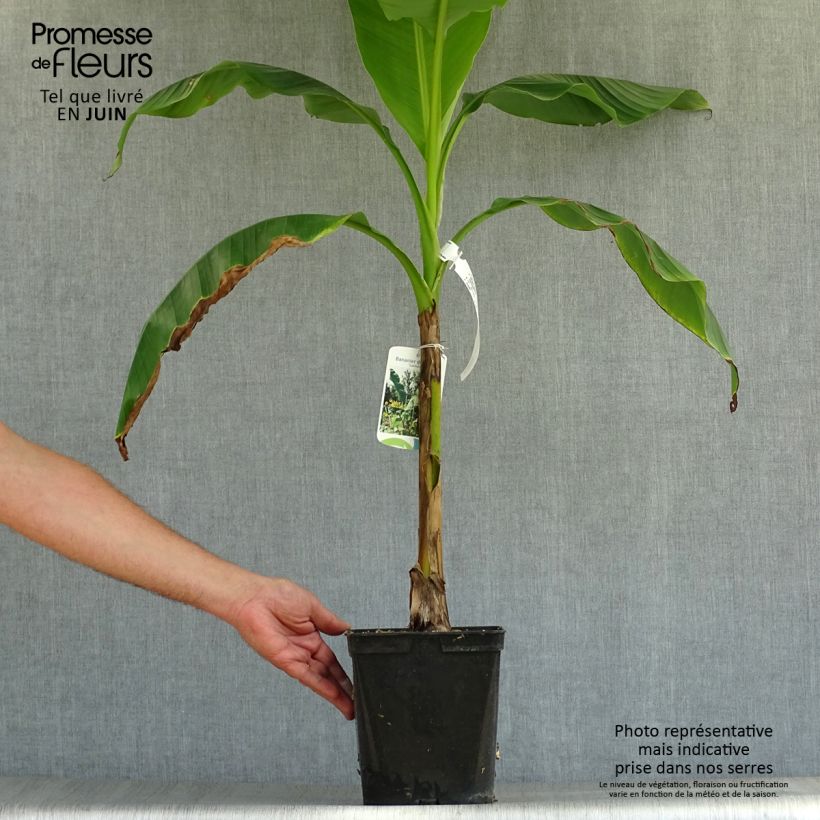 Esemplare di Musella lasiocarpa - Banano a fiore giallo Vaso da 3L/4L consegnato in estate