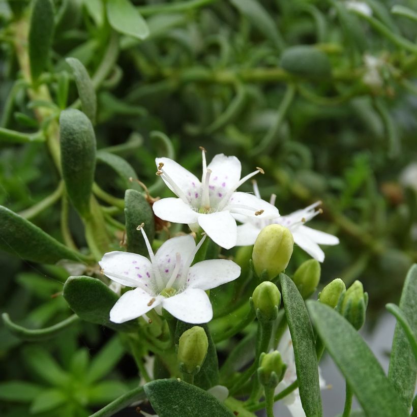 Myoporum parvifolium White (Fioritura)