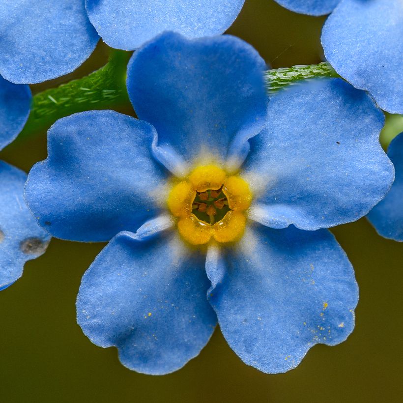 Myosotis scorpioides - Nontiscordardimè delle paludi (Fioritura)