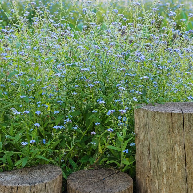 Myosotis scorpioides - Nontiscordardimè delle paludi (Porto)