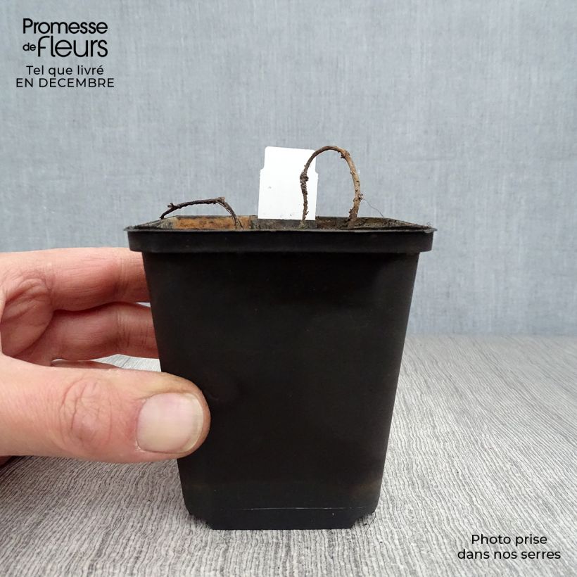 Myriophyllum spicatum - Millefoglio d'acqua comune Vasetto da 8/9 cm esemplare consegnato in inverno