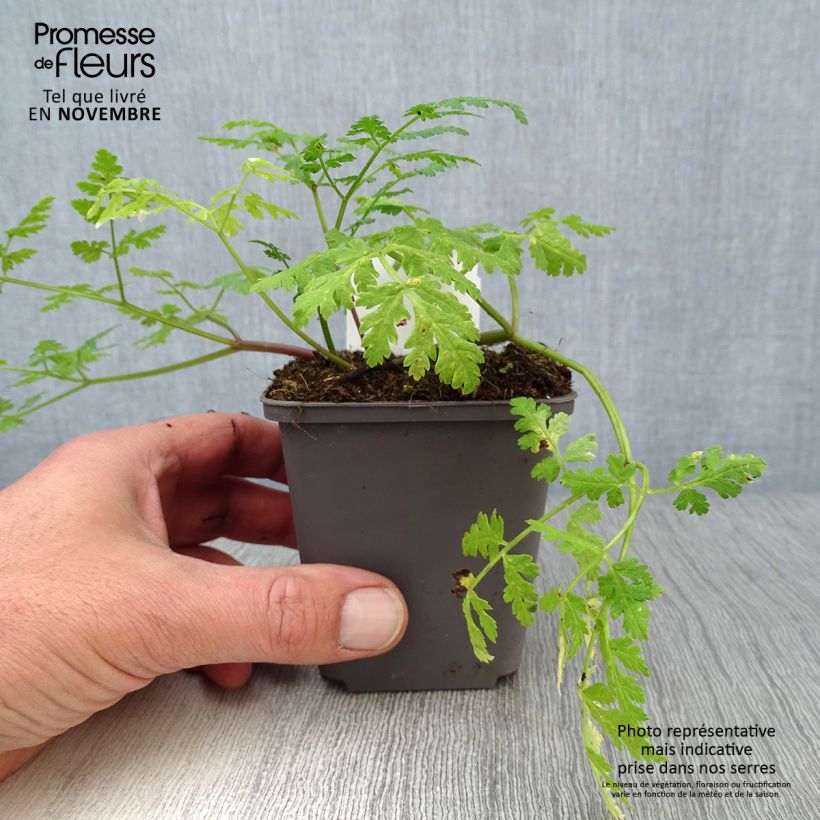 Esemplare di Myrrhis odorata - Finocchiella Vasetto da 8/9 cm come consegnato in autunno