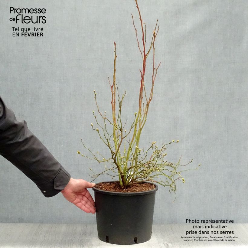 Mirtillo gigante americano - Goldtraube Vaso da 7,5L/10L, A cespuglio esemplare consegnato in inverno