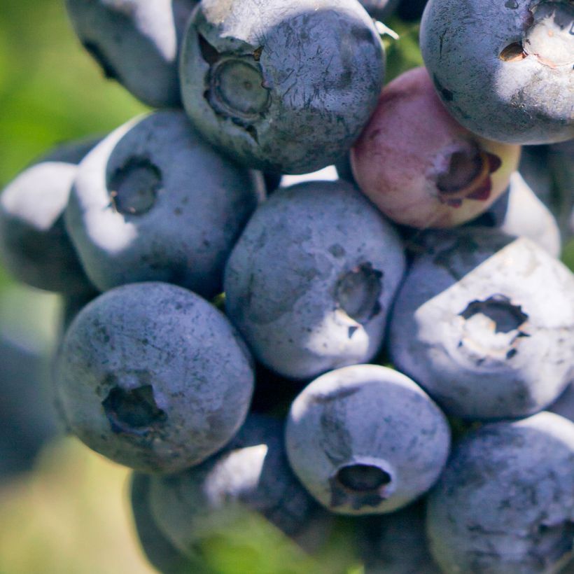 Mirtillo gigante americano - Blue pearl (Raccolta)