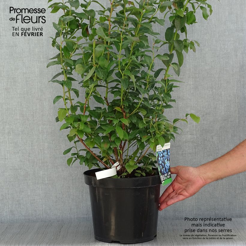 Esemplare di Mirtillo gigante americano - Spartan Vaso da 7,5L/10L come consegnato in autunno