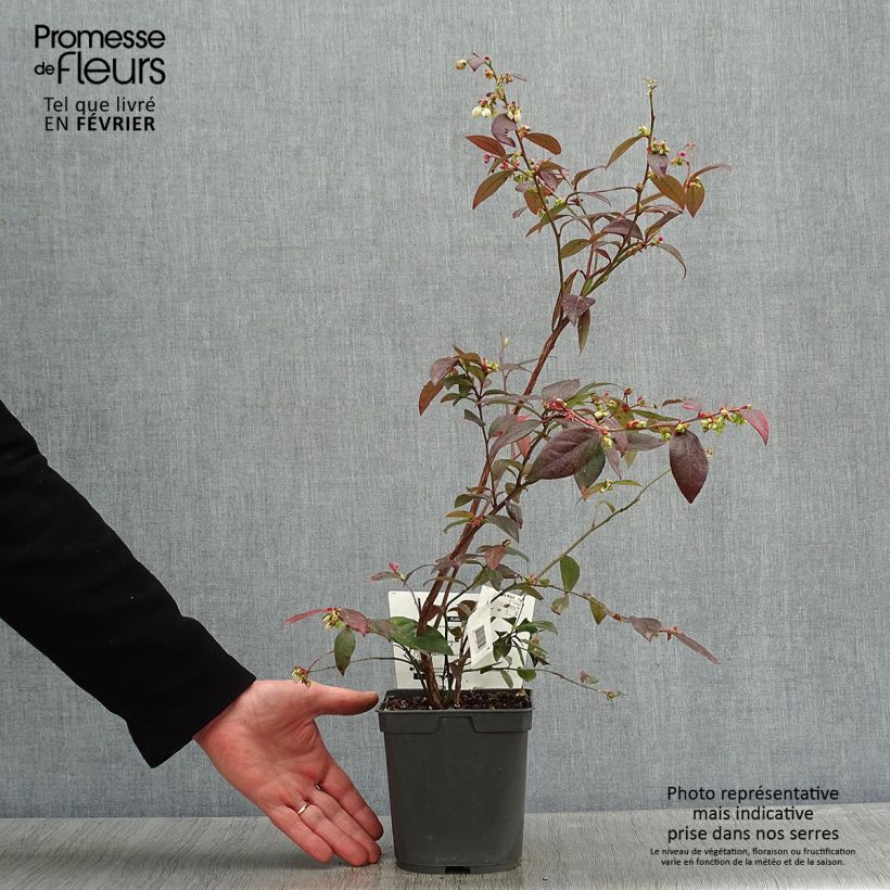 Mirtillo gigante americano - Atlantic Vaso da 1,5L/2L esemplare consegnato in inverno