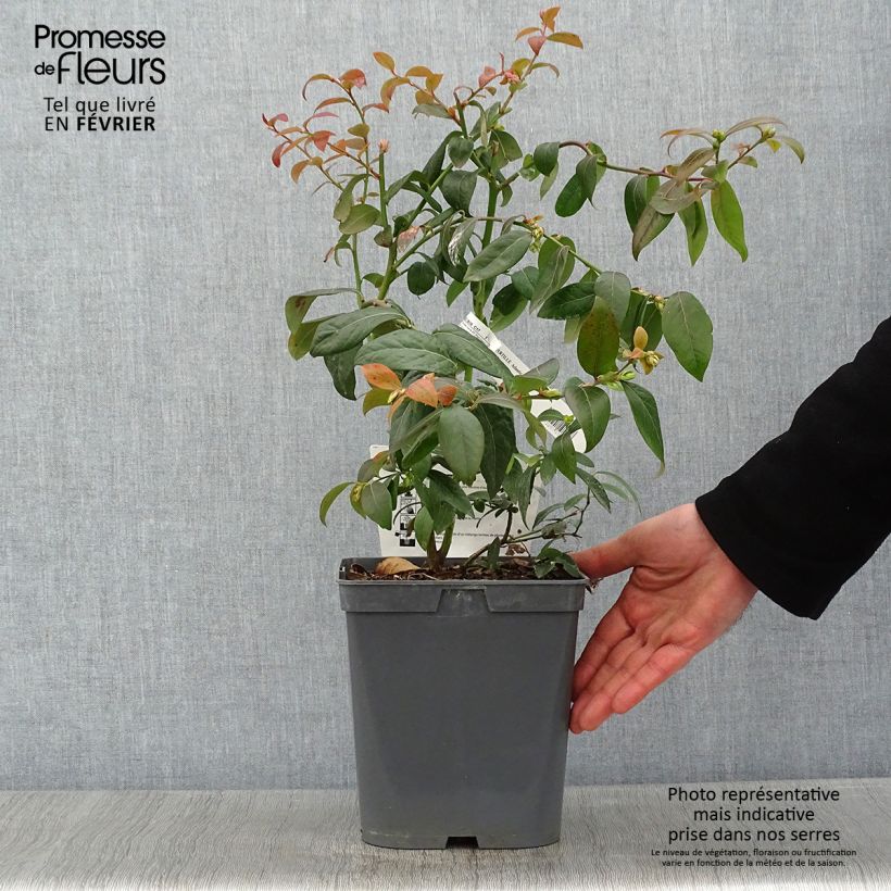 Mirtillo gigante americano - Atlantic Vaso da 4L/5L esemplare consegnato in inverno