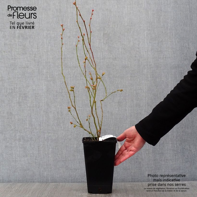 Mirtillo gigante americano - Berkeley Vaso da 1,5L/2L esemplare consegnato in inverno