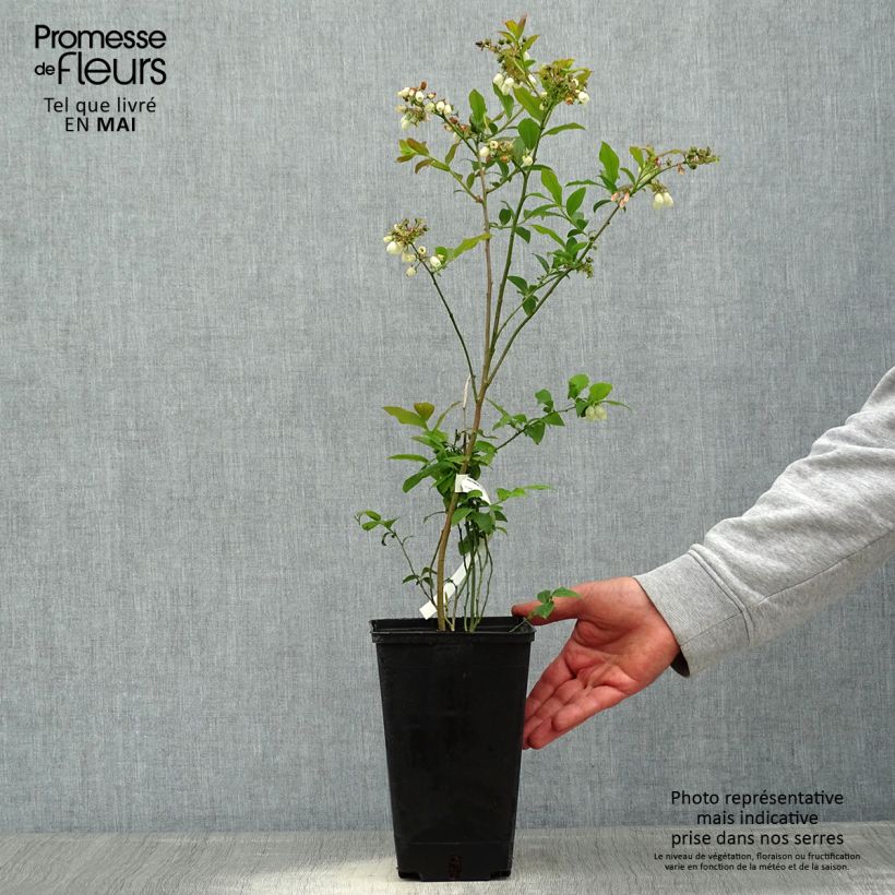 Mirtillo gigante americano - Berkeley Vaso da 1,5L/2L esemplare consegnato in primavera