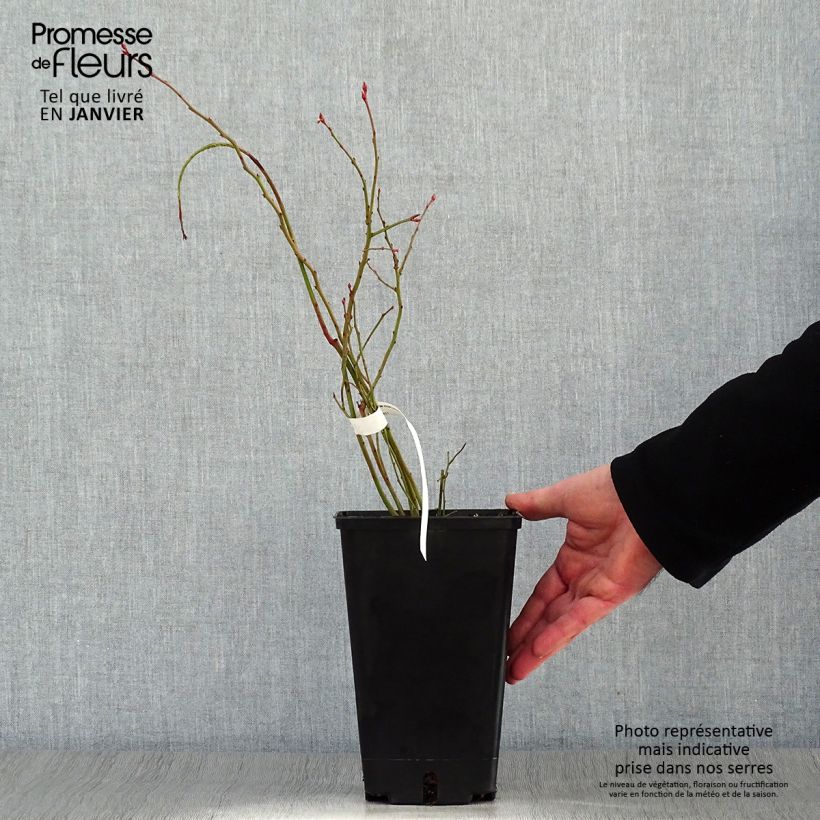 Mirtillo gigante americano - Ivanhoe Vaso da 1,5L/2L, A cespuglio esemplare consegnato in inverno