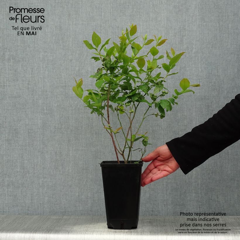 Mirtillo gigante americano - Ivanhoe Vaso da 1,5L/2L, A cespuglio esemplare consegnato in primavera