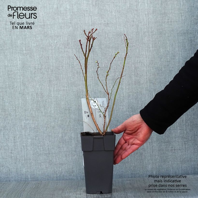 Mirtillo gigante americano - Northland Vaso da 1,5L/2L esemplare consegnato in inverno