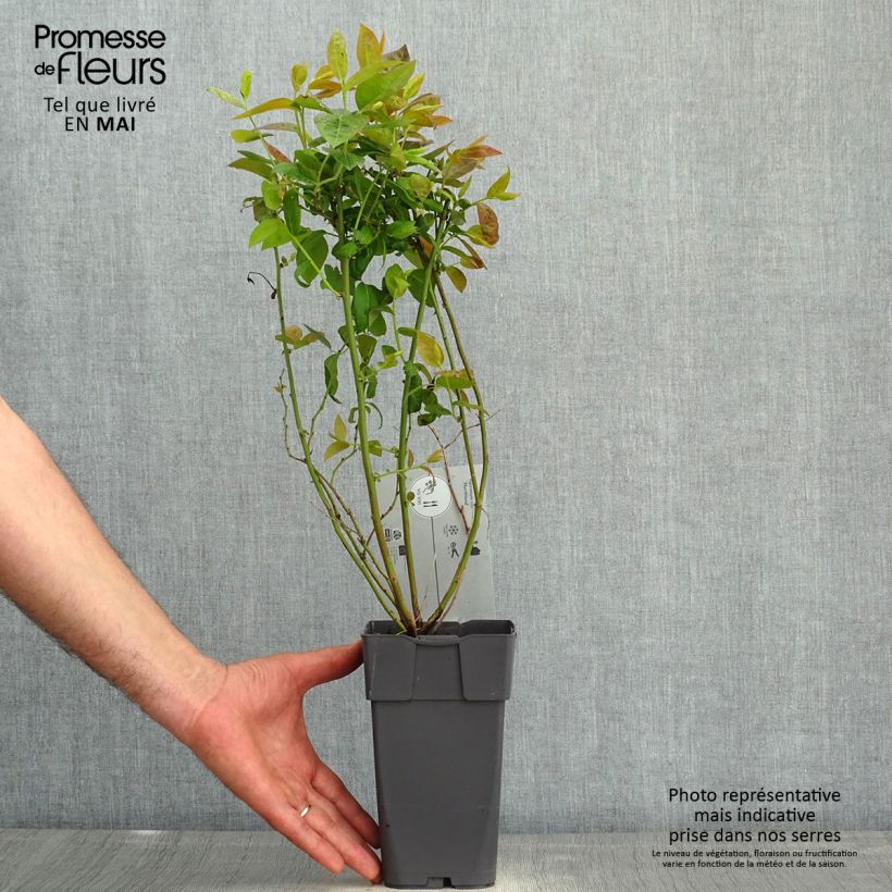 Mirtillo gigante americano - Northland Vaso da 1,5L/2L esemplare consegnato in primavera