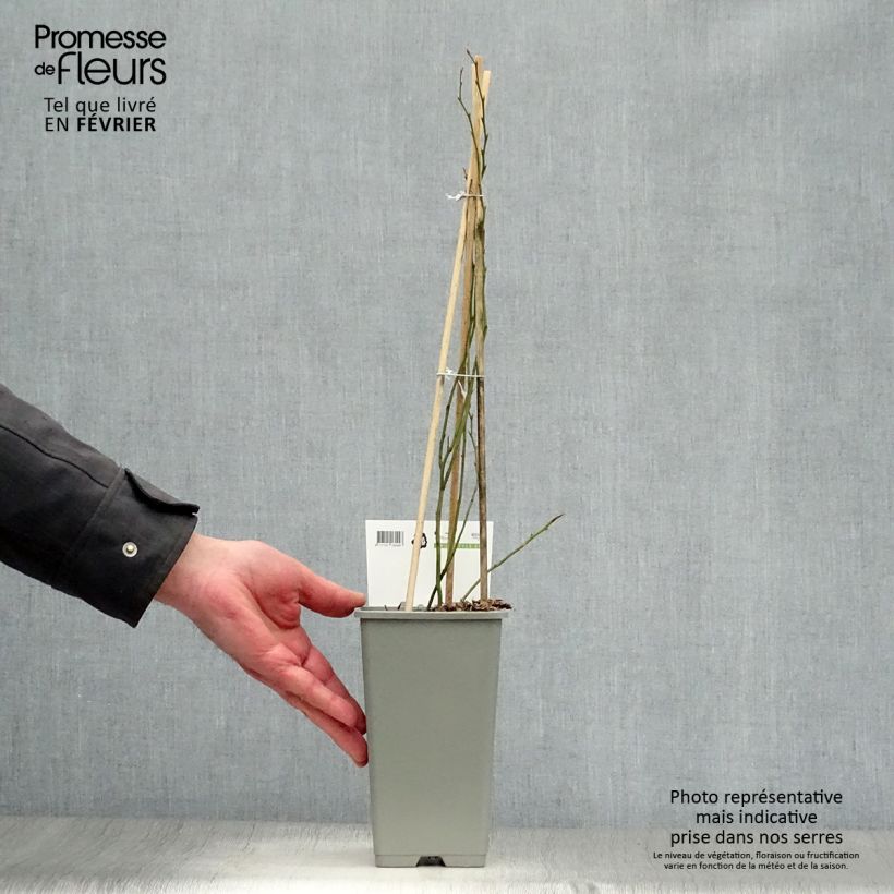 Mirtillo gigante americano - Blue Crop Vaso da 1,5L/2L, A cespuglio esemplare consegnato in inverno