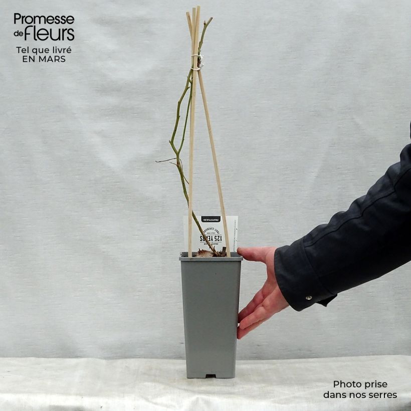 Mirtillo gigante americano - Blue Gold Vaso da 1,5L/2L, A cespuglio esemplare consegnato in primavera