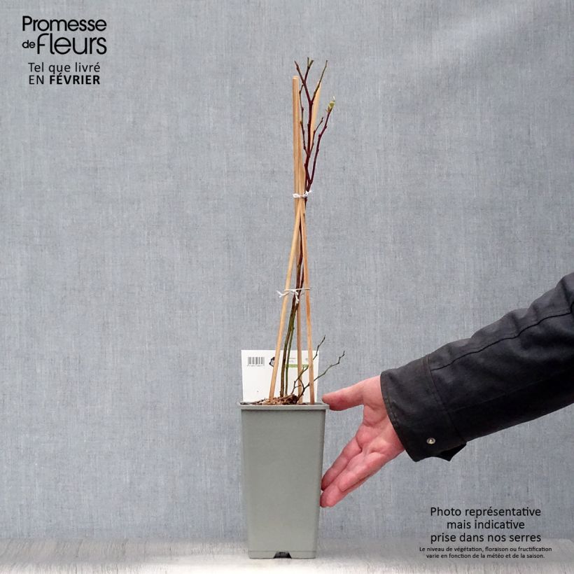 Mirtillo gigante americano - Blue Gold Vaso da 1,5L/2L, A cespuglio esemplare consegnato in inverno