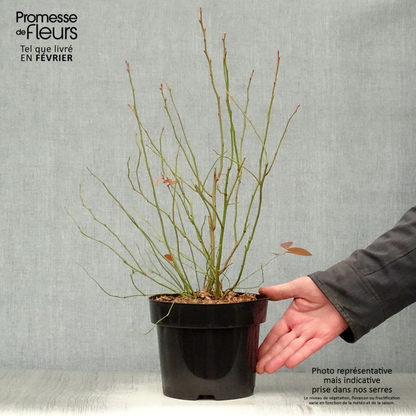 Mirtillo gigante americano - Blue Jay Vaso da 1,5L/2L, A cespuglio esemplare consegnato in inverno