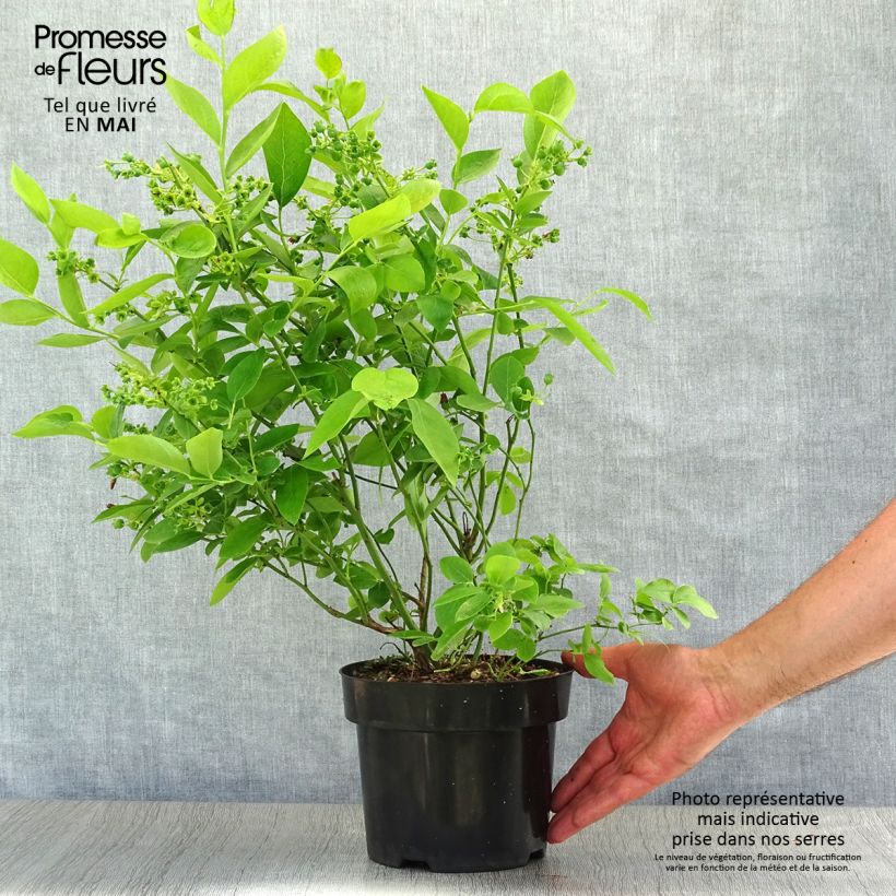 Mirtillo gigante americano - Blue Jay Vaso da 1,5L/2L, A cespuglio esemplare consegnato in primavera