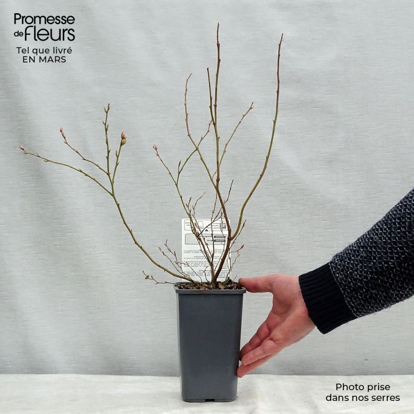 Mirtillo gigante americano - Brigitta Blue Vaso da 1,5L/2L, A cespuglio esemplare consegnato in inverno