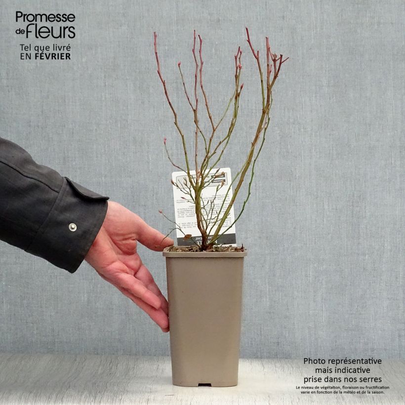 Mirtillo gigante americano - Emil Vaso da 1,5L/2L, A cespuglio esemplare consegnato in inverno