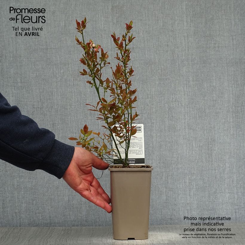 Mirtillo gigante americano - Emil Vaso da 1,5L/2L, A cespuglio esemplare consegnato in primavera