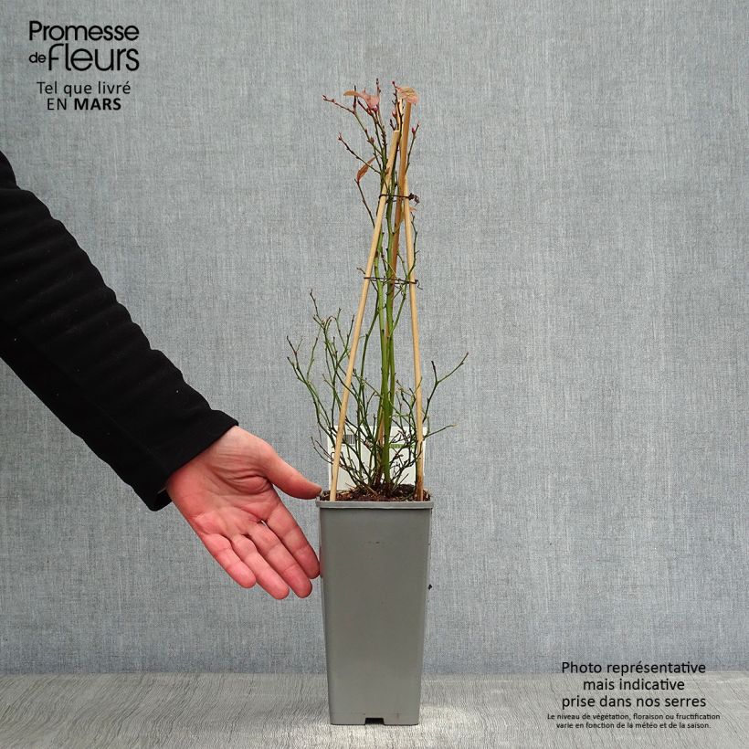 Mirtillo gigante americano - Goldtraube Vaso da 1,5L/2L, A cespuglio esemplare consegnato in inverno