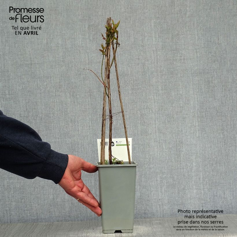 Mirtillo gigante americano - Goldtraube Vaso da 1,5L/2L, A cespuglio esemplare consegnato in primavera