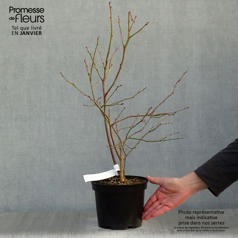 Mirtillo gigante americano - Jersey Vaso da 4L/5L esemplare consegnato in inverno