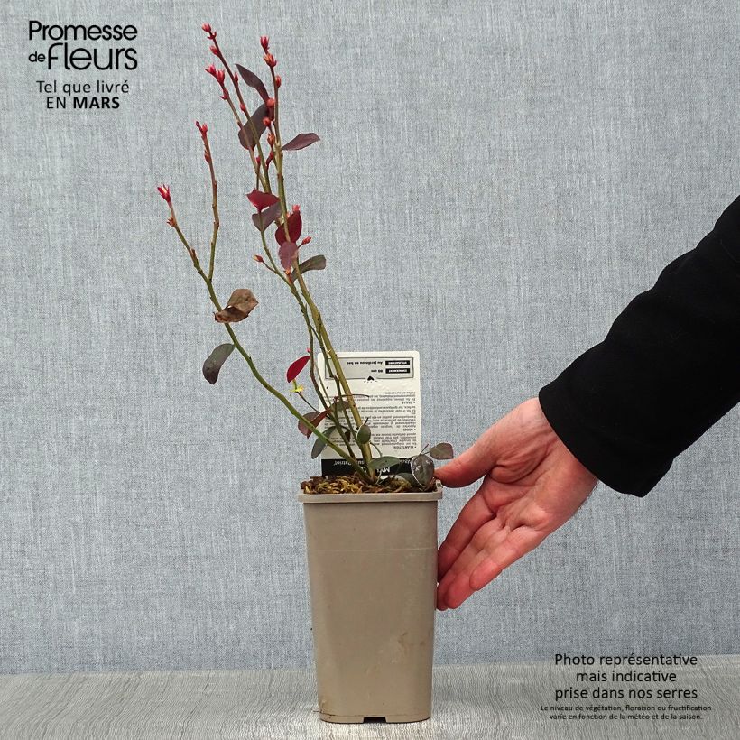 Mirtillo gigante americano - Patriot Vaso da 1,5L/2L, A cespuglio esemplare consegnato in inverno